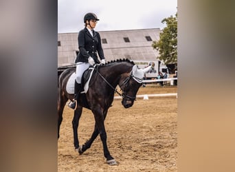 Hungarian Sport Horse, Mare, 13 years, 17 hh, Black