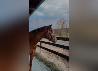 Hungarian Sport Horse, Mare, 14 years, 15.1 hh, Chestnut-Red