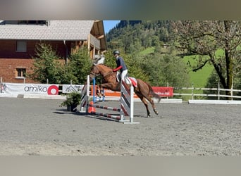 Hungarian Sport Horse, Mare, 14 years, 15 hh, Chestnut-Red