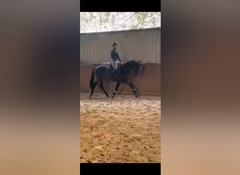 Hungarian Sport Horse, Mare, 14 years, 15,3 hh, Bay-Dark