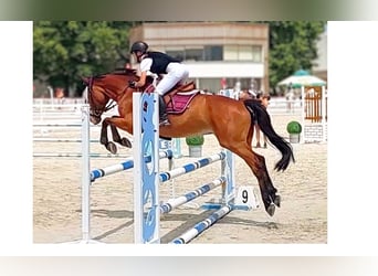 Hungarian Sport Horse, Mare, 15 years, 16 hh, Brown