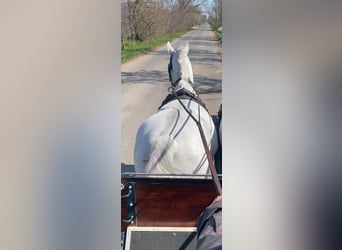 Hungarian Sport Horse, Mare, 15 years, 16 hh, White