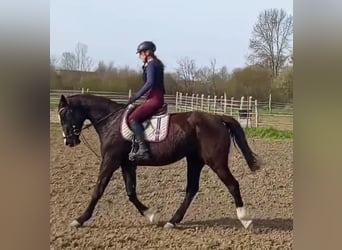 Hungarian Sport Horse, Mare, 16 years, 16.2 hh, Black