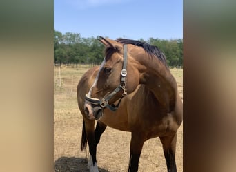 Hungarian Sport Horse, Mare, 17 years, 16,1 hh, Bay