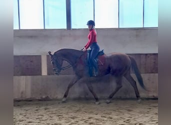 Hungarian Sport Horse, Mare, 17 years, 16 hh, Chestnut-Red