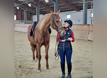 Hungarian Sport Horse, Mare, 17 years, 16 hh, Chestnut-Red