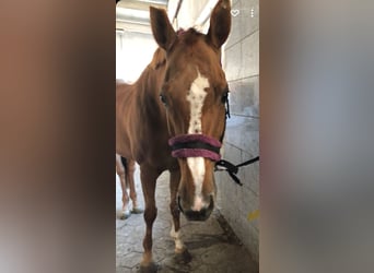 Hungarian Sport Horse, Mare, 19 years, 16 hh, Chestnut-Red