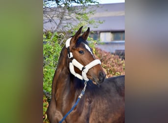 Hungarian Sport Horse, Mare, 1 year, 13,2 hh, Bay