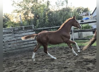 Hungarian Sport Horse, Mare, 1 year, 15.1 hh, Chestnut