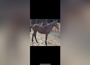 Hungarian Sport Horse, Mare, 1 year, Brown