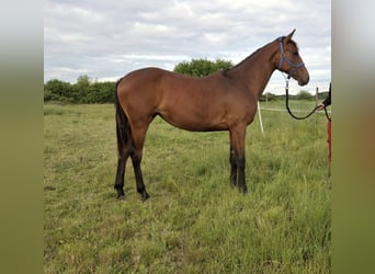 Hungarian Sport Horse, Mare, 1 year, Brown
