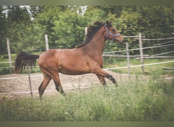 Hungarian Sport Horse, Mare, 1 year, Brown