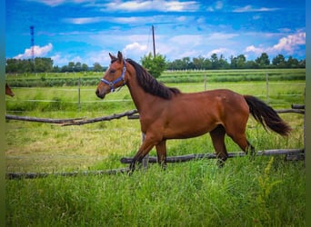 Hungarian Sport Horse, Mare, 1 year, Brown