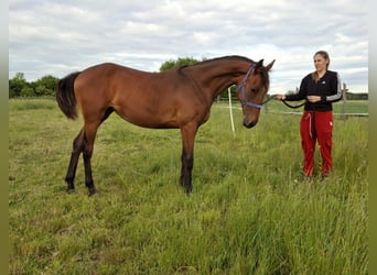 Hungarian Sport Horse, Mare, 1 year, Brown