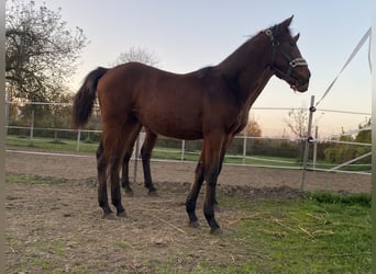 Hungarian Sport Horse, Mare, 1 year, Brown