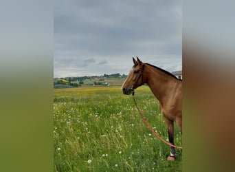 Hungarian Sport Horse, Mare, 21 years, 16,2 hh, Dun