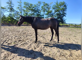 Hungarian Sport Horse Mix, Mare, 2 years, 14.3 hh, Grey-Blue-Tan