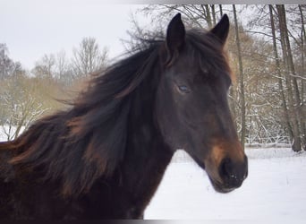 Hungarian Sport Horse Mix, Mare, 2 years, 14 hh, Bay-Dark