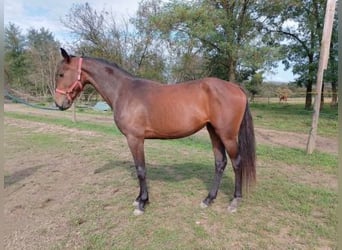 Hungarian Sport Horse, Mare, 2 years, 16 hh, Brown