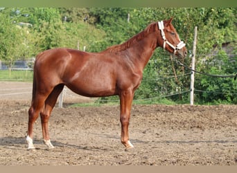 Hungarian Sport Horse, Mare, 3 years, 12.2 hh, Chestnut