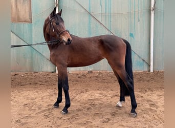 Hungarian Sport Horse, Mare, 3 years, 15.1 hh, Bay