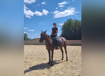 Hungarian Sport Horse Mix, Mare, 3 years, 15.2 hh, Can be white