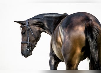 Hungarian Sport Horse, Mare, 3 years, 16 hh, Bay-Dark