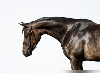 Hungarian Sport Horse, Mare, 3 years, 16 hh, Bay-Dark