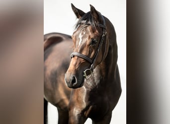 Hungarian Sport Horse, Mare, 3 years, 16 hh, Bay-Dark
