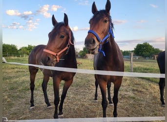 Hungarian Sport Horse, Mare, 3 years, 17 hh, Brown
