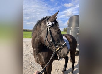 Hungarian Sport Horse Mix, Mare, 4 years, 14,1 hh, Black