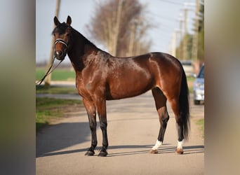 Hungarian Sport Horse, Mare, 4 years, 15.1 hh, Brown
