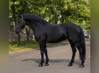 Hungarian Sport Horse, Mare, 4 years, 15.2 hh, Black