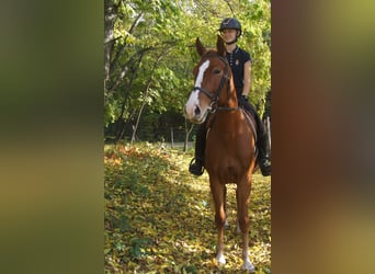 Hungarian Sport Horse, Mare, 4 years, 15,2 hh, Chestnut-Red