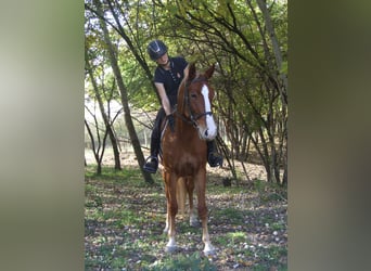 Hungarian Sport Horse, Mare, 4 years, 15,2 hh, Chestnut-Red