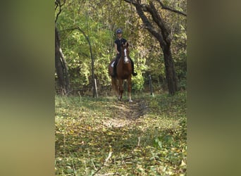 Hungarian Sport Horse, Mare, 4 years, 15,2 hh, Chestnut-Red