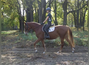 Hungarian Sport Horse, Mare, 4 years, 15,2 hh, Chestnut-Red