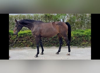 Hungarian Sport Horse, Mare, 4 years, 16.1 hh, Bay