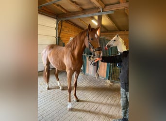 Hungarian Sport Horse, Mare, 4 years, 16.1 hh, Brown-Light