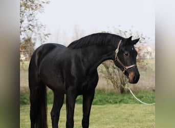 Hungarian Sport Horse, Mare, 4 years, 16,2 hh, Black