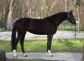 Hungarian Sport Horse, Mare, 4 years, 16.2 hh, Smoky-Black