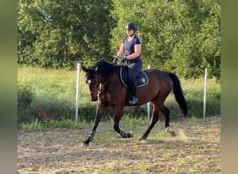 Hungarian Sport Horse, Mare, 4 years, 16.3 hh, Brown