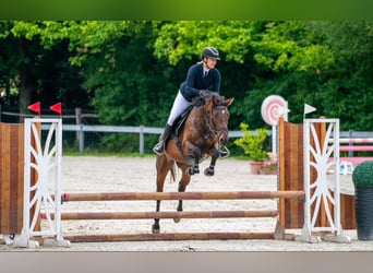 Hungarian Sport Horse, Mare, 4 years, 16 hh, Bay
