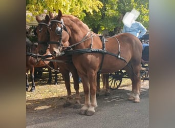 Hungarian Sport Horse, Mare, 4 years, 16 hh, Chestnut