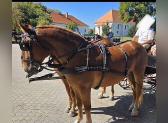 Hungarian Sport Horse, Mare, 4 years, 16 hh, Chestnut