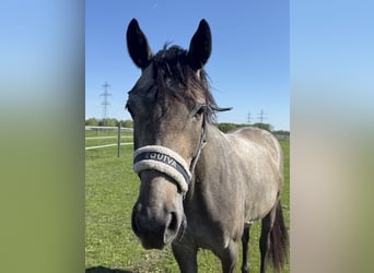 Hungarian Sport Horse, Mare, 4 years, 16 hh, Grey