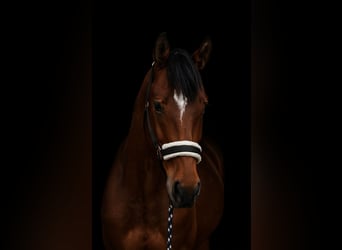 Hungarian Sport Horse, Mare, 4 years, 16,1 hh, Bay