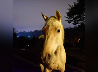 Hungarian Sport Horse Mix, Mare, 4 years, 17 hh, Pearl