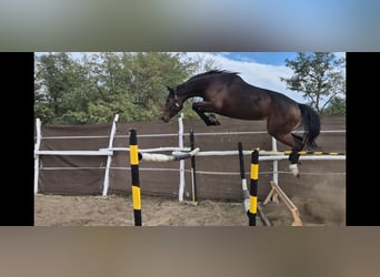 Hungarian Sport Horse, Mare, 4 years