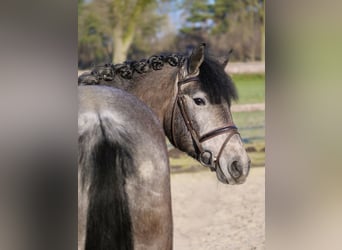 Hungarian Sport Horse, Mare, 5 years, 14,1 hh, Gray-Dark-Tan